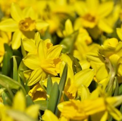 Narcissus (Daffodil Dwarf) 'Diamond'